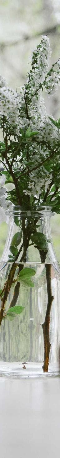 Dog Dance Derby 2027