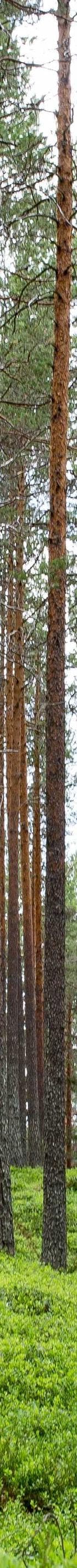 York Heelwork Heroes 2027